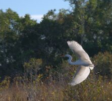 Great Egret