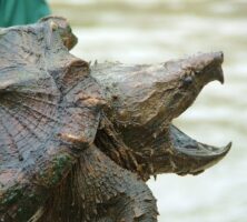 Alligator Snapping Turtle