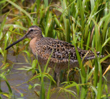 Altamaha River Wildlife