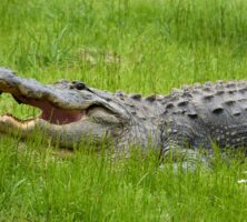 American Alligator