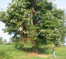 Chestnut Tree