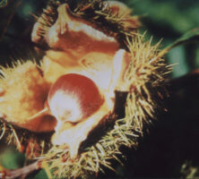 Chestnut Burr