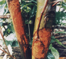 American Chestnut