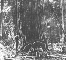 American Chestnut