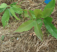 Chestnut Seedlings