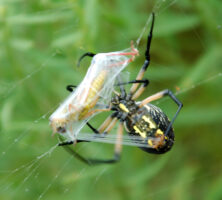 Golden Garden Spider