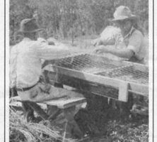 Bedspring Peanut Pickers