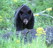 Black Bear