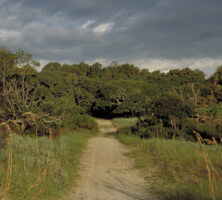 Blackbeard Island