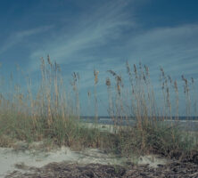 Sea Oats on Blackbeard Island