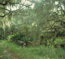 Live Oaks on Blackbeard Island