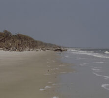 The Boneyard on Blackbeard Island