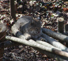 Bobcat