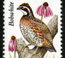 Bobwhite Quail