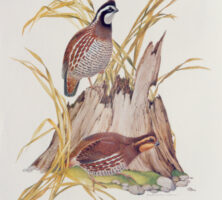 Bobwhite