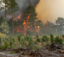 Bugaboo Scrub Fire