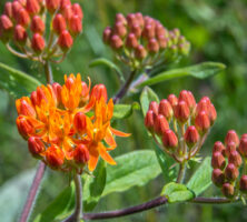 Butterfly Weed