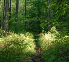 Chattahoochee National Forest