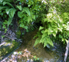 Chattahoochee River Headwaters