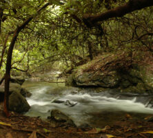 Chattahoochee National Forest