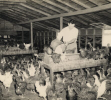 Clarence Jordan in Chicken House