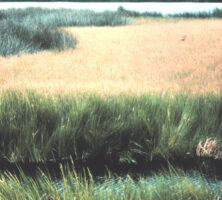 Cordgrass and Needlerush