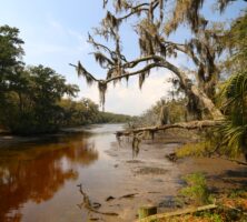 Cumberland Island Interior