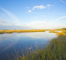 Marsh, Cumberland Island