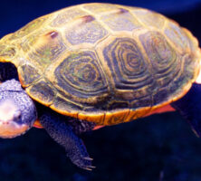 Diamondback Terrapin