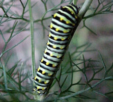 Swallowtail Caterpillar