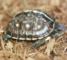 Eastern Box Turtle Hatchlings