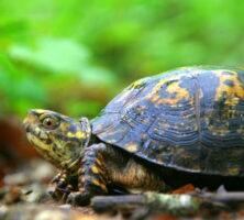 Eastern Box Turtle