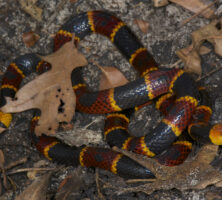 Eastern Coral Snake