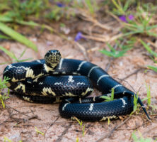 Eastern Kingsnake