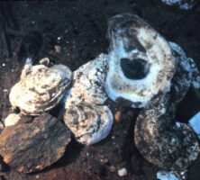 Eastern Oyster