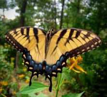 Eastern Tiger Swallowtail