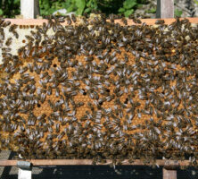 European Honeybees