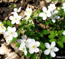 False Rue Anemone