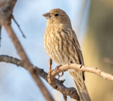 Female House Finch