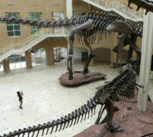 Dinosaur Exhibition