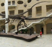 Dinosaur Exhibition at Fernbank