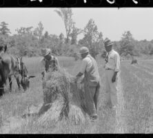 Oat Harvesting