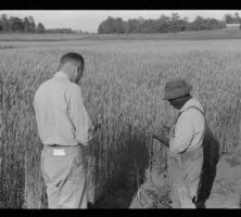 Wheat Field