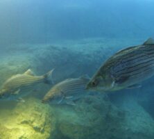 Flint RiverQuarium Blue Hole