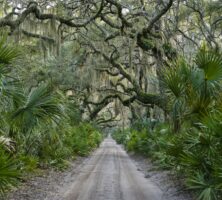 Forest, Cumberland Island