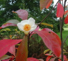 Franklin Tree Flower