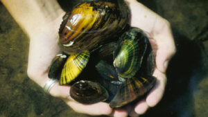 Freshwater Mollusks