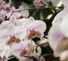 Fuqua Orchid Center