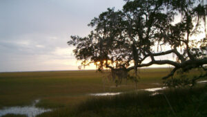 Tidal Marshes