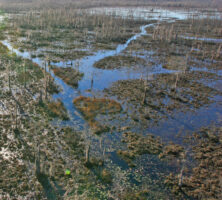 Grand Bay Wildlife Management Area